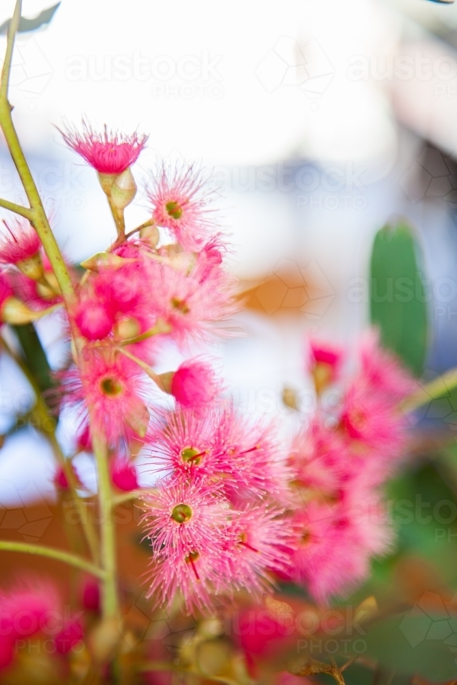 Pink gum blossom flowers in vase inside house - Australian Stock Image