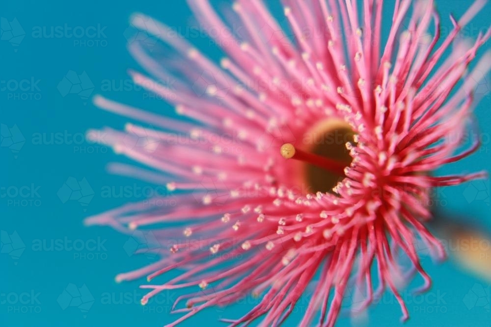 Pink gum blossom on blue background - Australian Stock Image