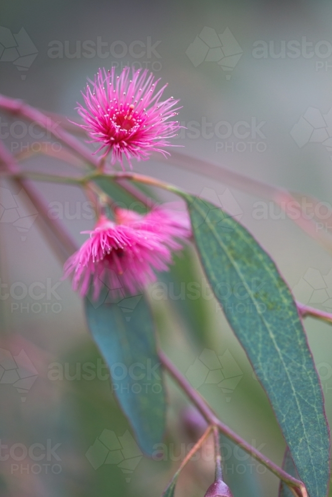 pink gum flower and gum leaf - Australian Stock Image