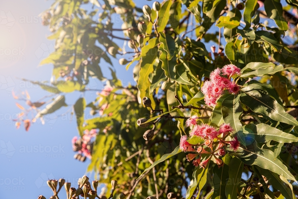 pink gum tree flowers and golden light on a sunny day - Australian Stock Image