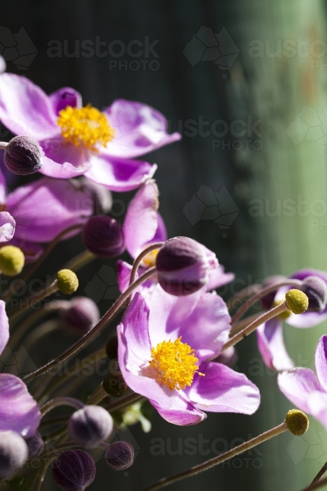 Pink japanese anemone flowers (windflowers) growing in a garden - Australian Stock Image