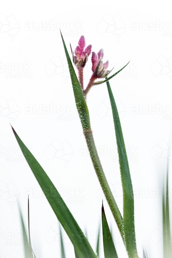 Pink kangaroo paw with white background - Australian Stock Image