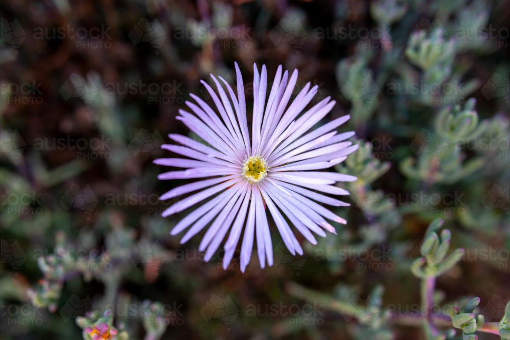 pink lampranthus flower - Australian Stock Image