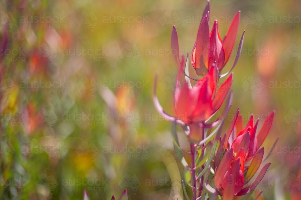 pink leaves of leucadendron plant - Australian Stock Image