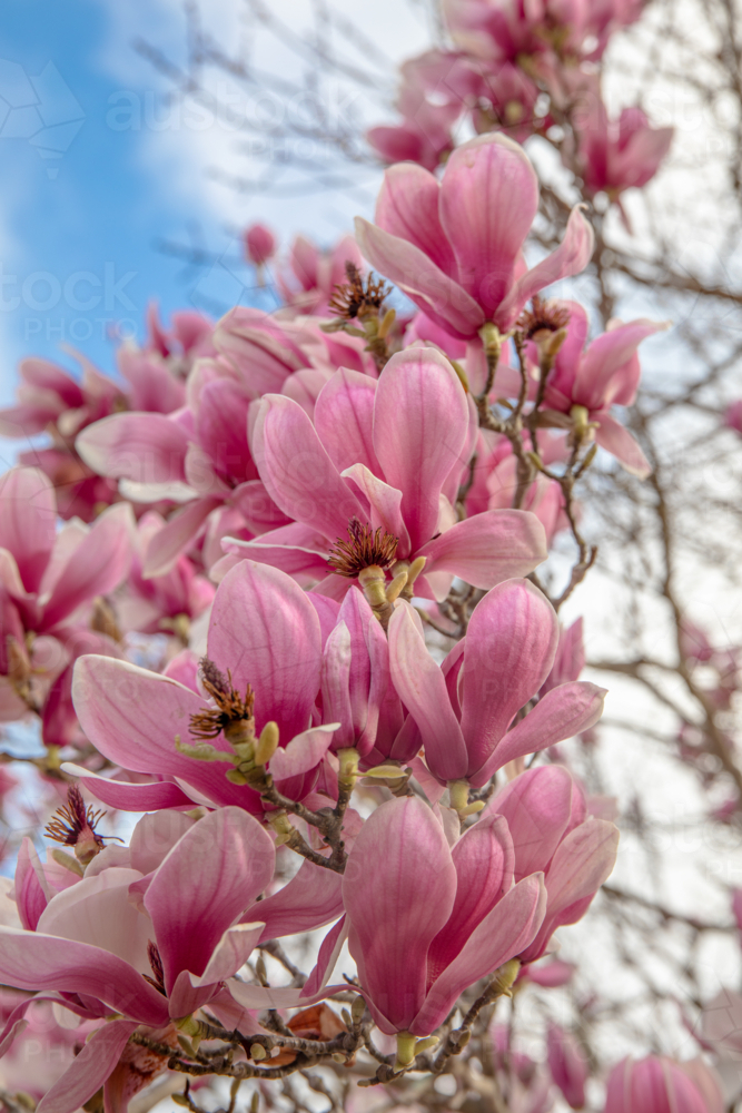 Pink magnolia blooms against a pale blue sky - Australian Stock Image