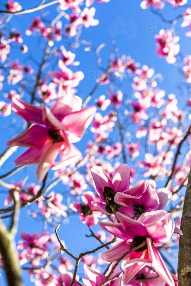 Pink Magnolia Flowers in Bloom - Australian Stock Image