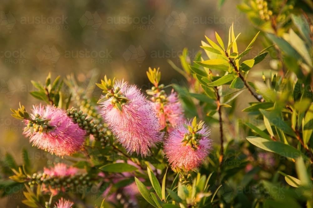 Pink native bottlebrush flowers on bush in afternoon light - Australian Stock Image