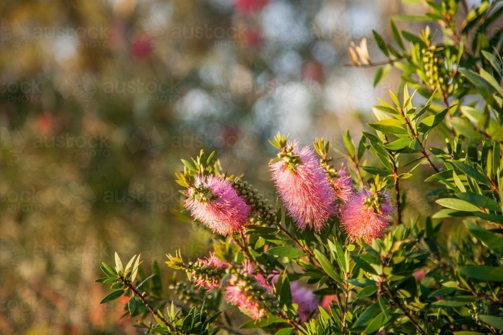 Pink native bottlebrush flowers on bush in afternoon light - Australian Stock Image