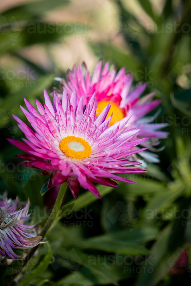 Pink Paper Daisy - Australian Stock Image