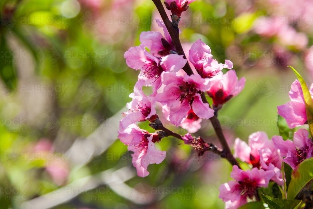 Pink peach tree flower blossoms - Australian Stock Image