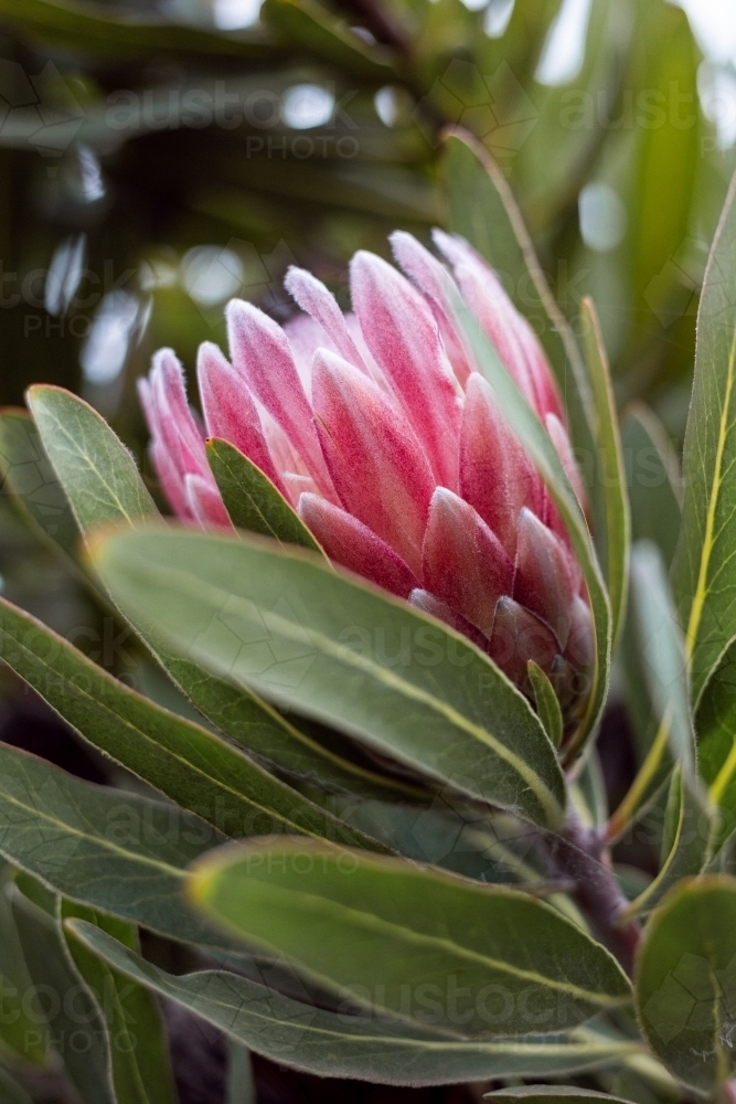 Pink protea flower blooming in the garden - Australian Stock Image