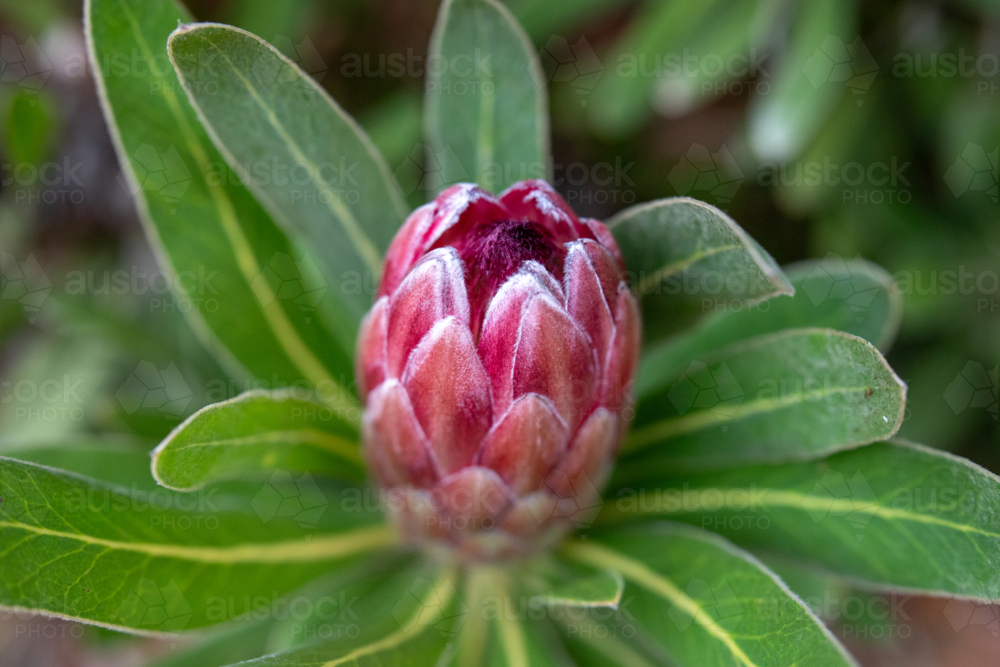Pink protea flower in bloom - Australian Stock Image