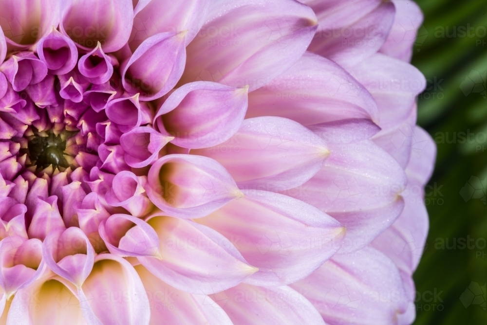 Pink purple dahlia close up - Australian Stock Image