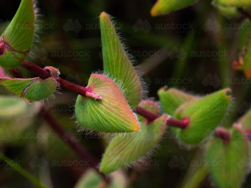 Pink rimmed and hairy Leucopogon leaves on a dark background - Australian Stock Image