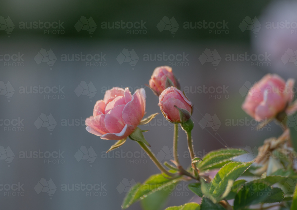 Image of Pink rose and rose buds on green stalks with a blurred ...