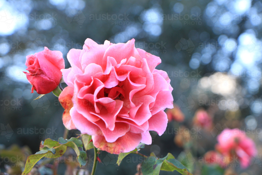Pink Rose - Australian Stock Image