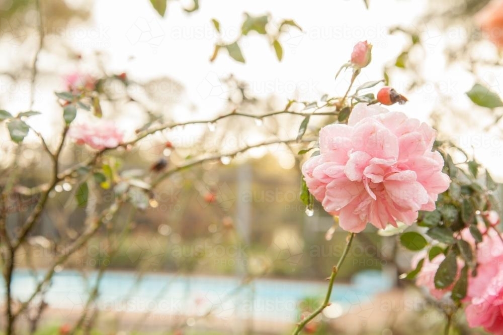 Image of Pink rose bending over in the morning after rain - Austockphoto