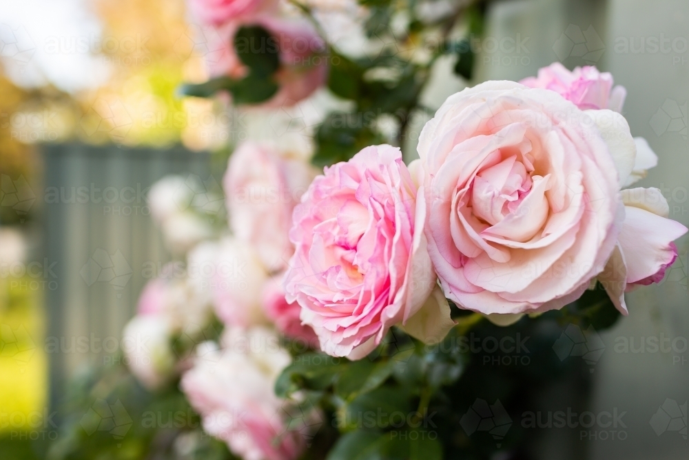 Pink rose bush in garden with large blooms - Australian Stock Image