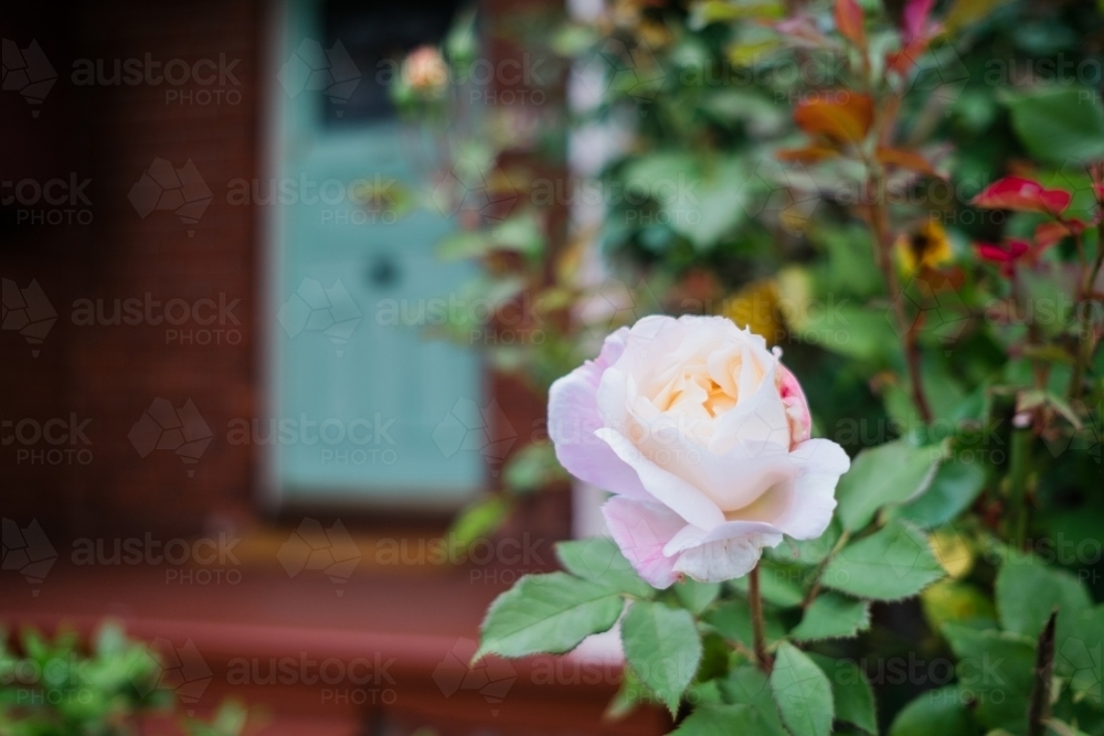 Pink Rose in Front Garden of Heritage Home - Australian Stock Image