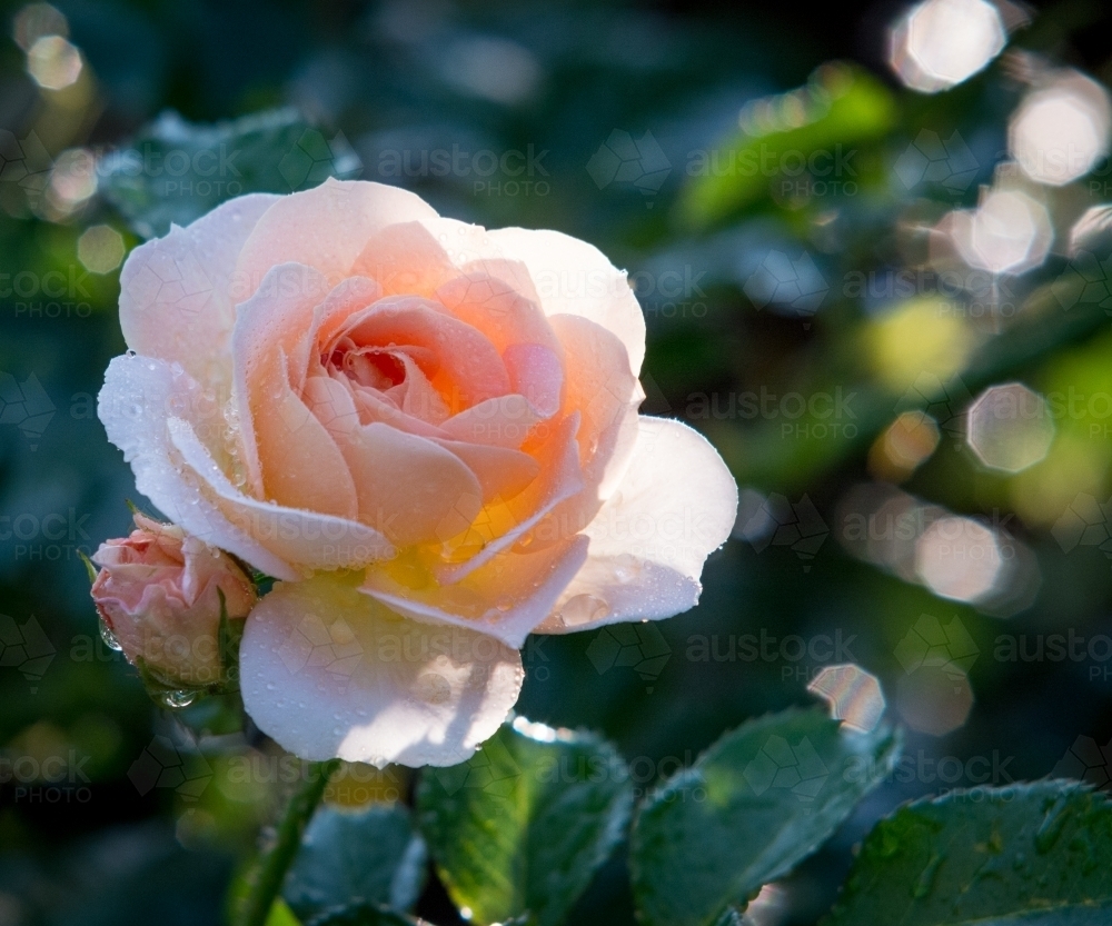 Pink rose in garden with water droplets - Australian Stock Image