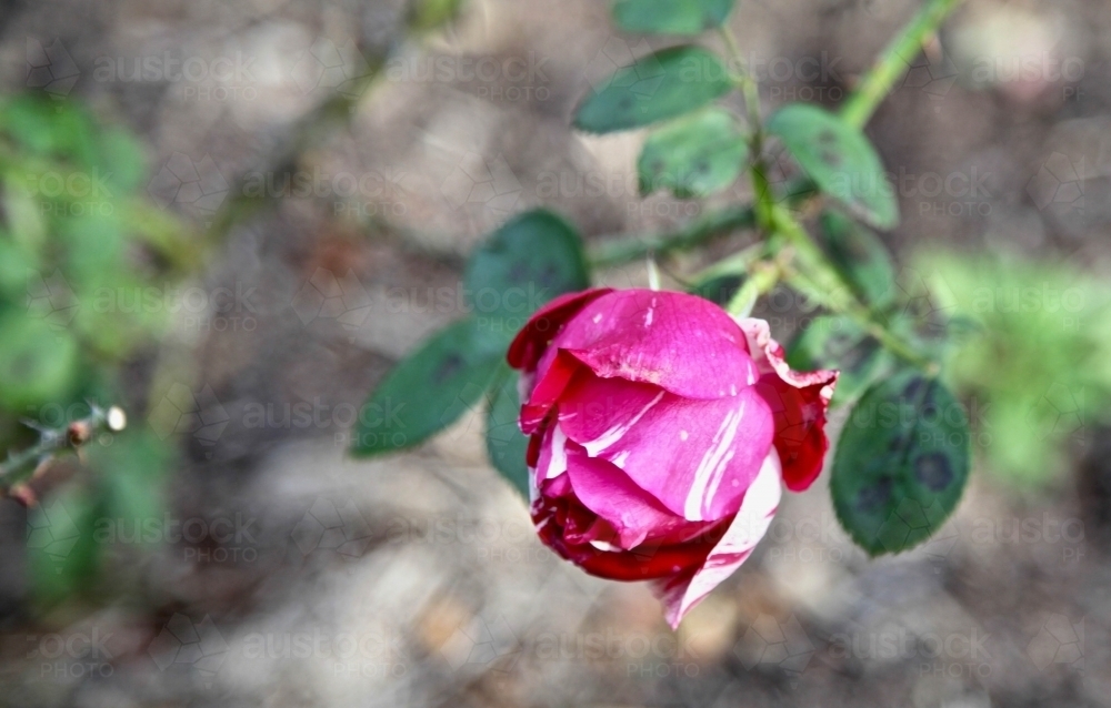 Pink rose.  Rose. - Australian Stock Image