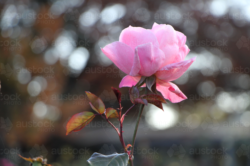 Pink rose with bokeh background - Australian Stock Image