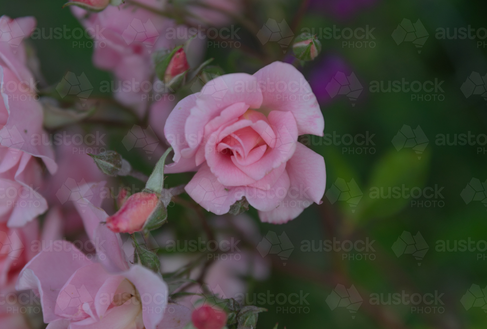 Image of Pink roses, and rose buds in a country garden - Austockphoto