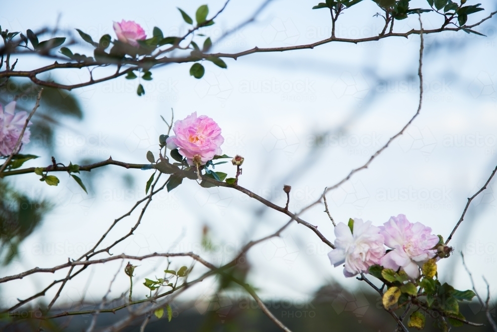 Pink roses blooming on a bush against the sky - Australian Stock Image