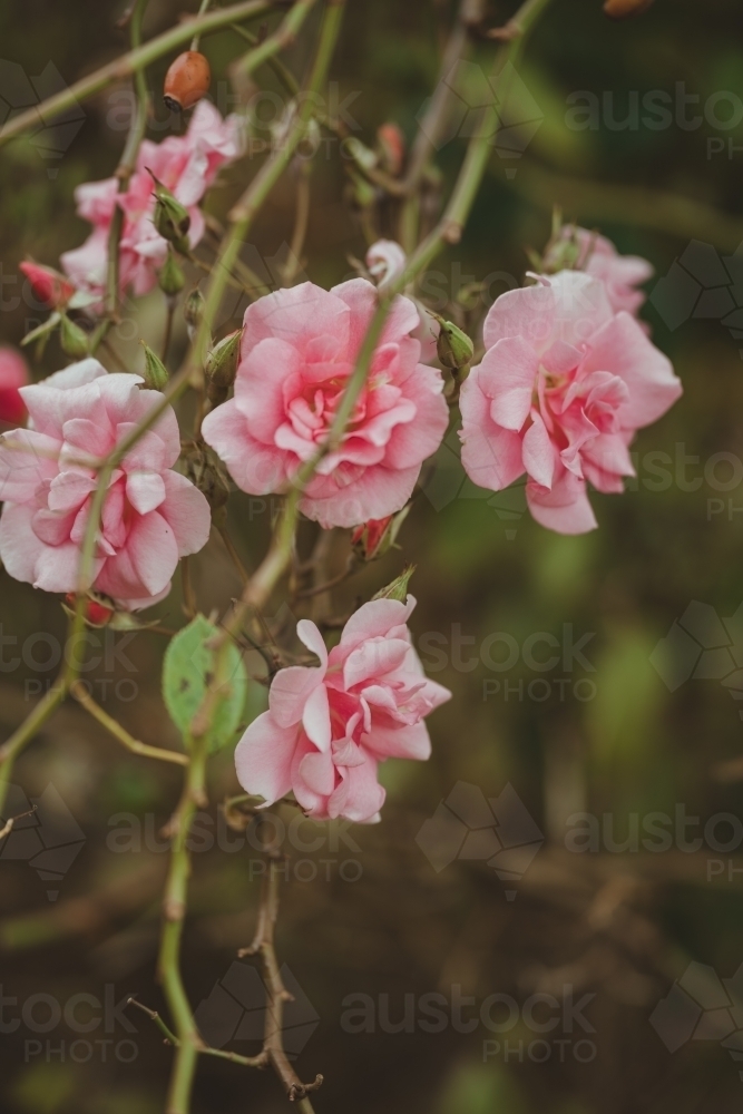 Pink roses hanging - Australian Stock Image