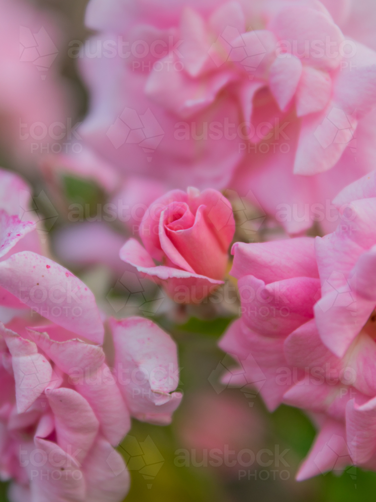 Pink roses in a country garden - Australian Stock Image