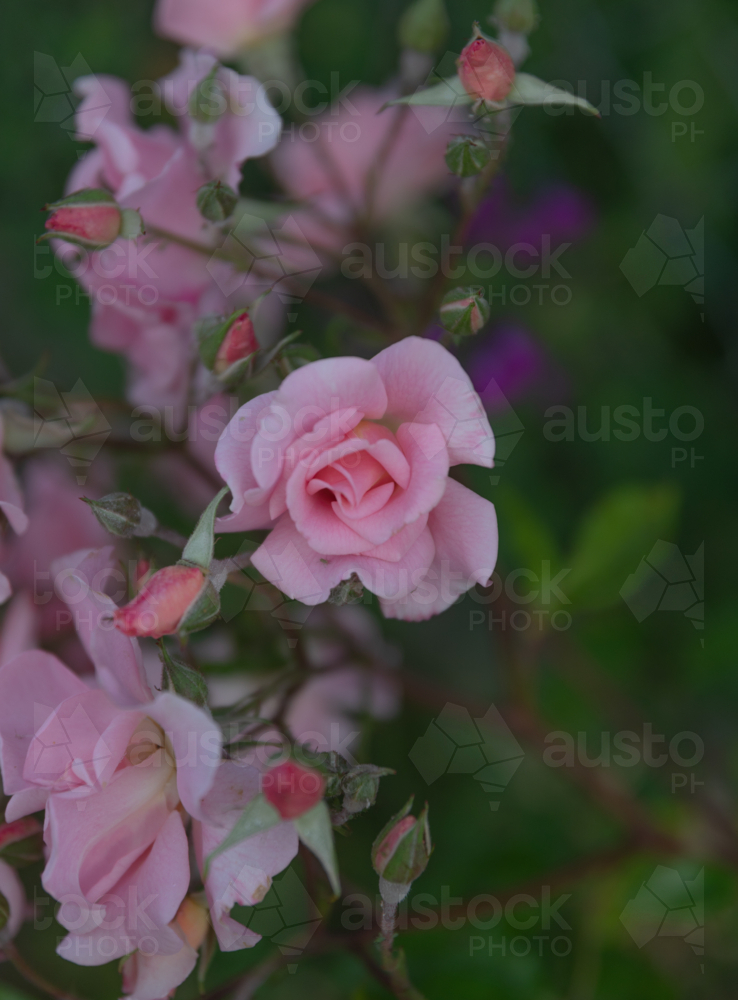 Pink roses in a country garden - Australian Stock Image