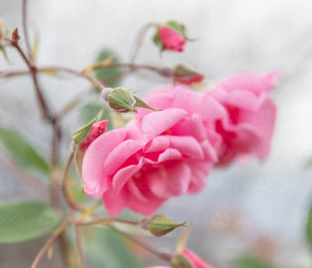 Pink roses in a country garden - Australian Stock Image
