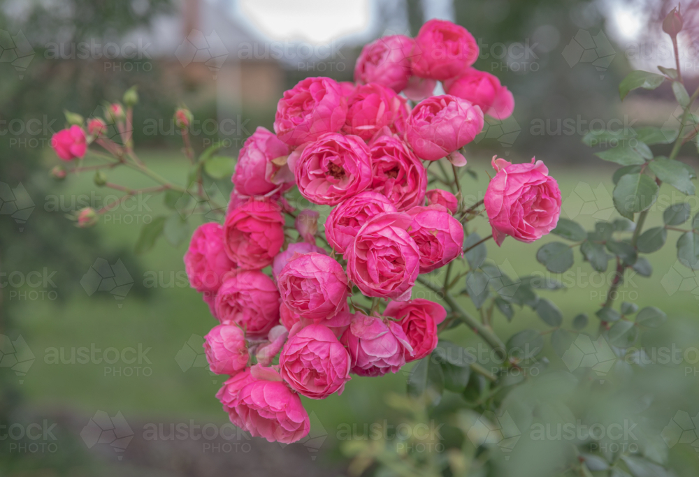 Pink roses in a country garden with green leaves against green grass - Australian Stock Image