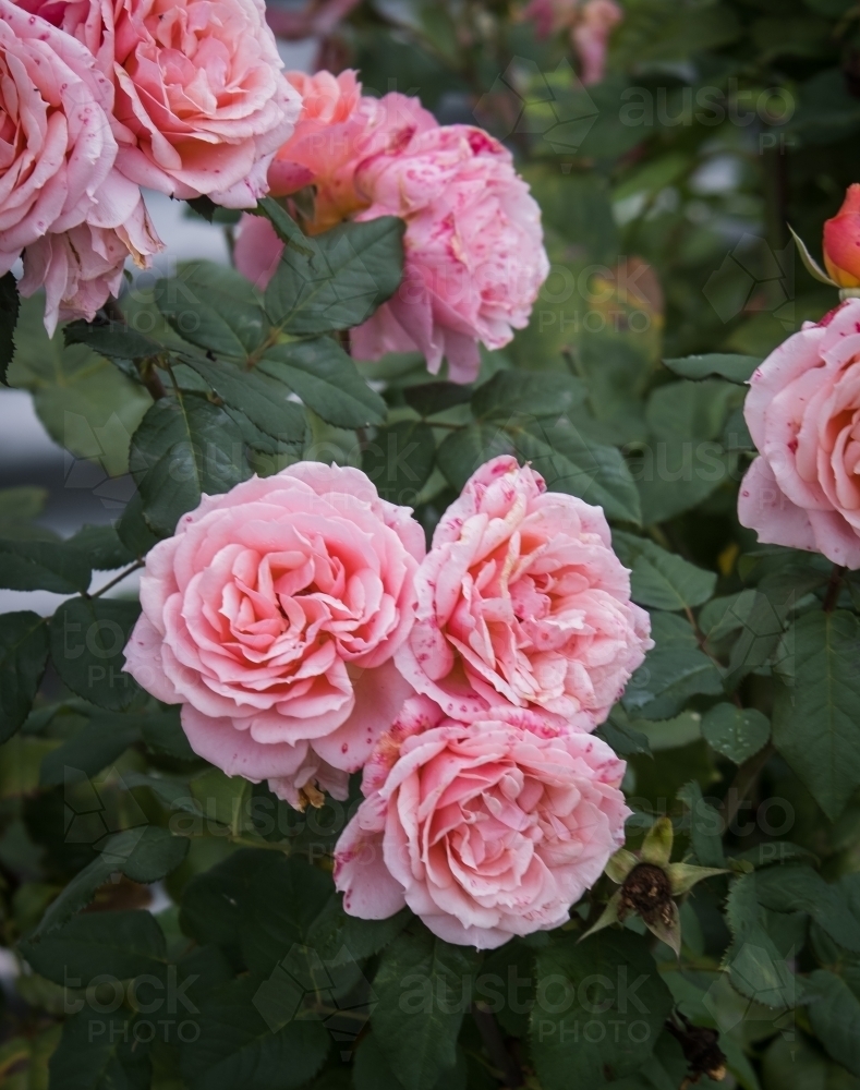 Pink roses in bloom. - Australian Stock Image