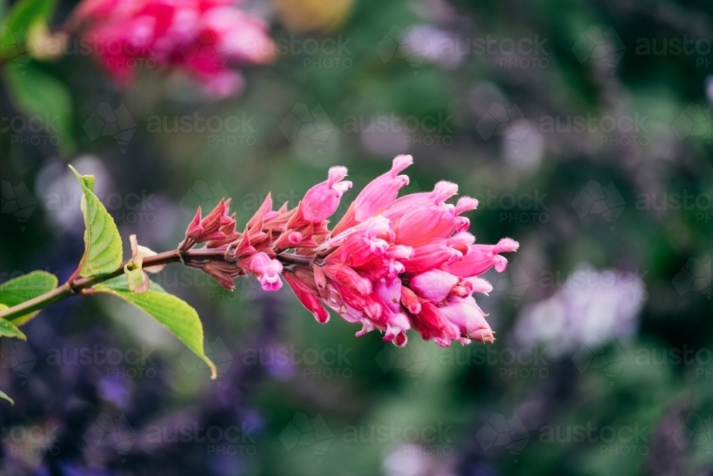 Pink salvia flower - Australian Stock Image