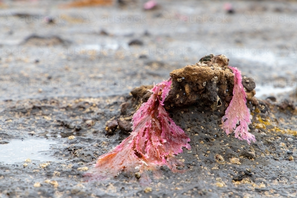 Pink seaweed draped over rock - Australian Stock Image
