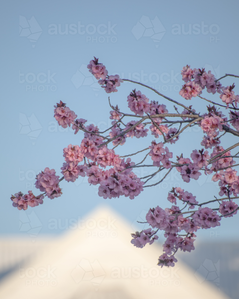 Pink spring blossoms against a blue sky - Australian Stock Image