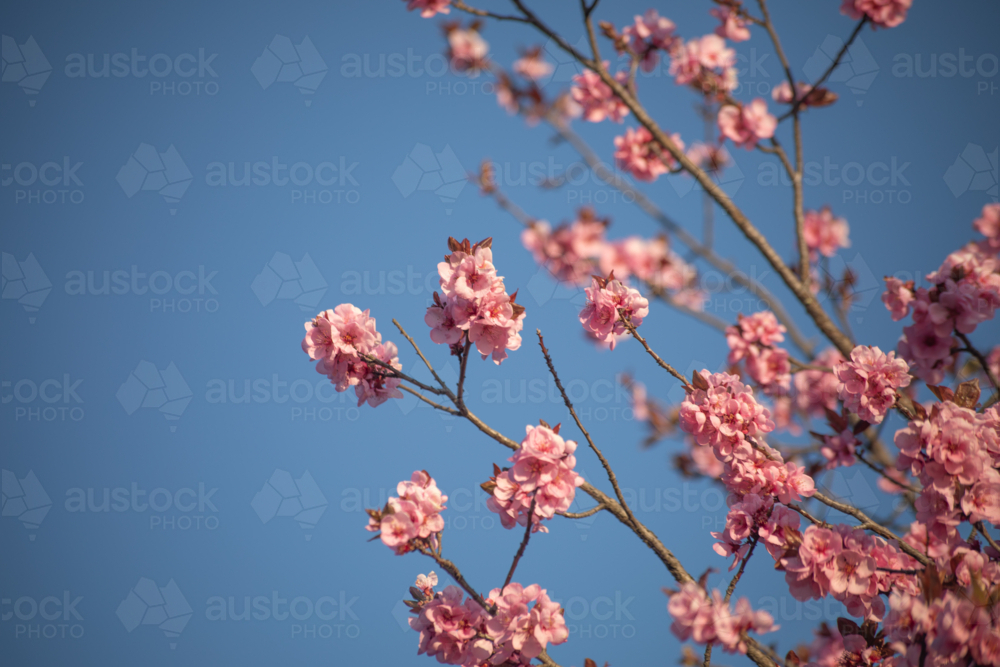 Pink spring blossoms against a blue sky - Australian Stock Image