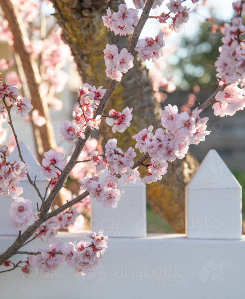 Pink spring blossoms against a white picket fence - Australian Stock Image