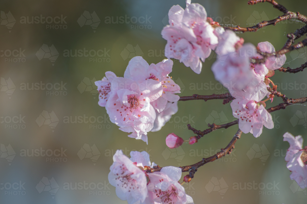 Pink spring blossoms - Australian Stock Image