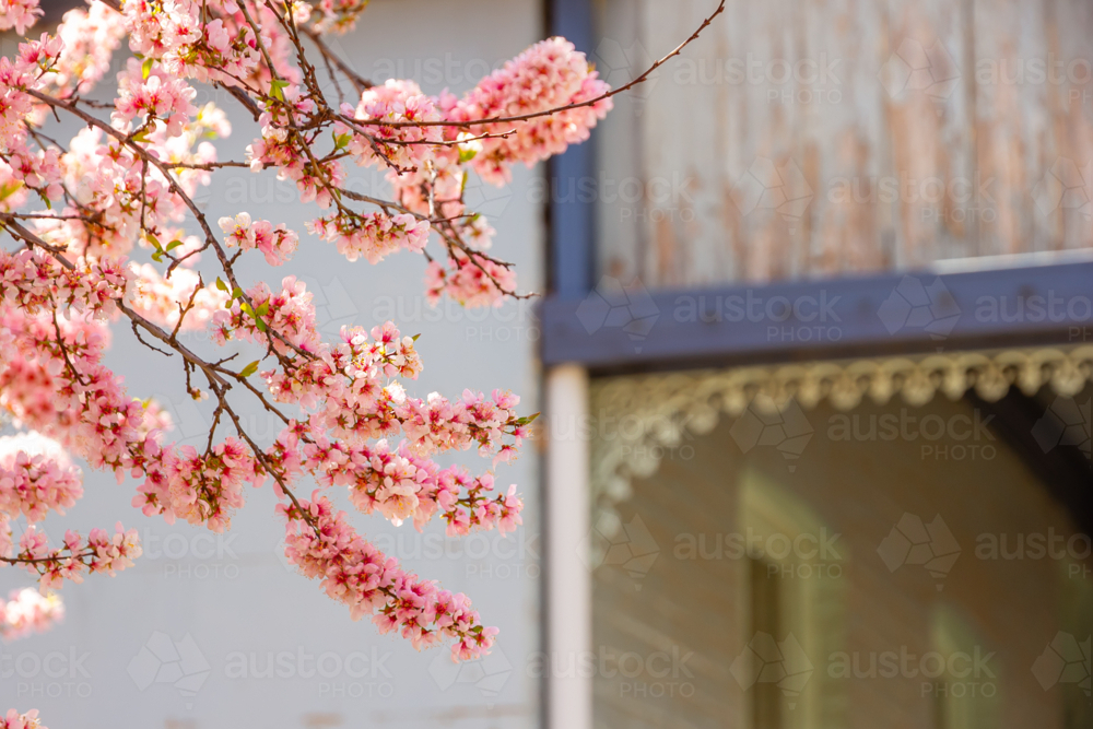 Pink spring blossoms with wrought iron verandah on an old country home - Australian Stock Image