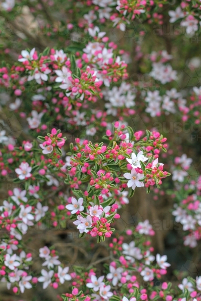 Pink star-shaped flowers on shrub - Australian Stock Image