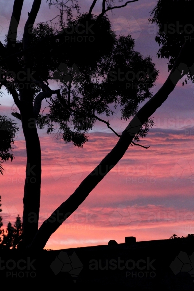 Pink sunrise behind silhouette of gumtree - Australian Stock Image