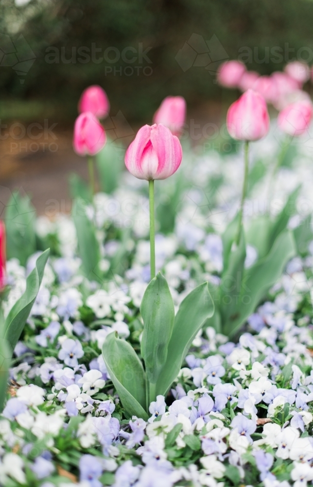 Pink tulip in garden flowerbed - Australian Stock Image