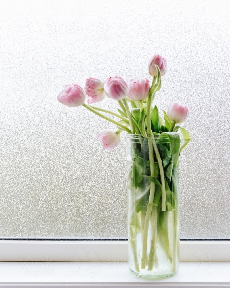 Pink tulips on window sill - Australian Stock Image