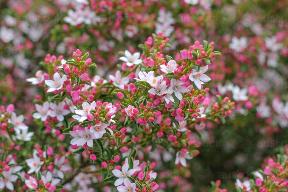 Pink wax flowers and buds - Australian Stock Image