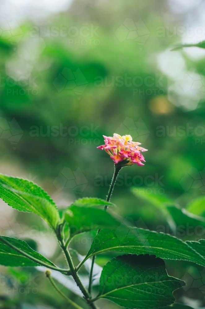 Pink wild flowers - Australian Stock Image