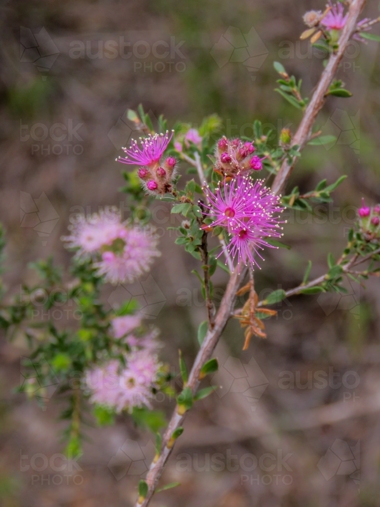 Pink wild flowers (Kunzea) - Australian Stock Image