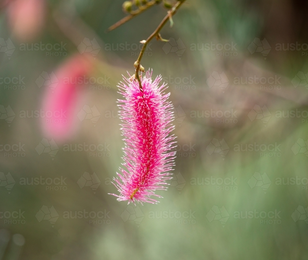 pink wildflower - Australian Stock Image