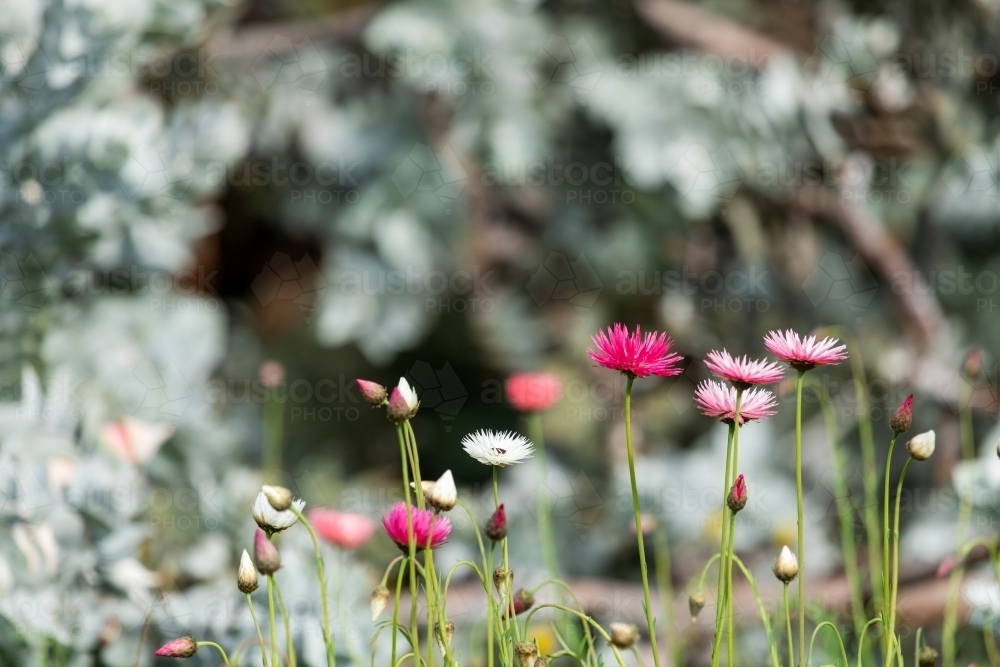 pink wildflowers - Australian Stock Image
